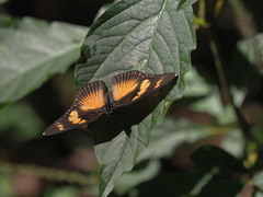Pseudacraea lucretia