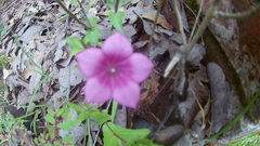 Spigelia scabrella