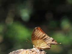 Charaxes varanes