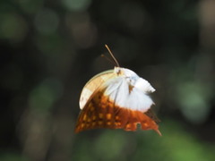 Charaxes varanes
