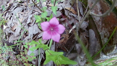 Spigelia scabrella