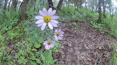 Iostephane heterophylla
