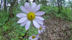 Iostephane heterophylla