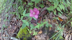 Spigelia scabrella