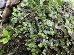 Marchantia chenopoda