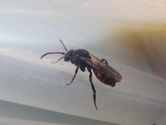 Nomada fabriciana