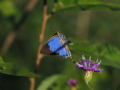 Hemiolaus caeculus