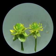 Ranunculus allegheniensis