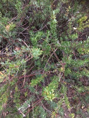 Eriogonum fasciculatum polifolium