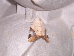 Pseudeustrotia semialba