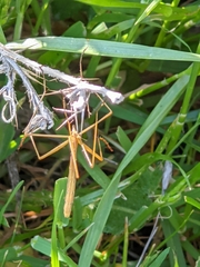 Apterobittacus apterus