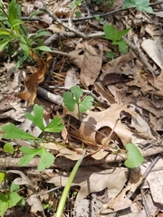 Ranunculus allegheniensis