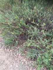 Eriogonum fasciculatum polifolium