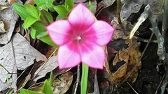 Spigelia scabrella