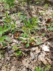 Ranunculus allegheniensis