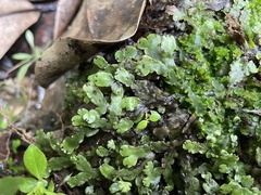 Marchantia chenopoda