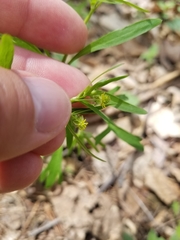 Ranunculus allegheniensis