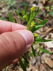 Ranunculus allegheniensis