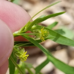 Ranunculus allegheniensis