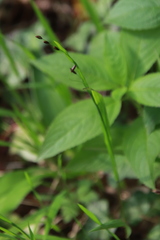 Melica uniflora