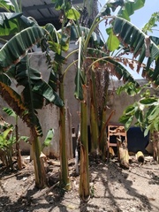 Musa