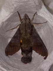 Macroglossum corythus