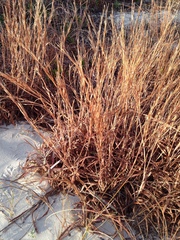 Schizachyrium littorale