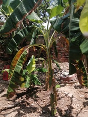 Musa
