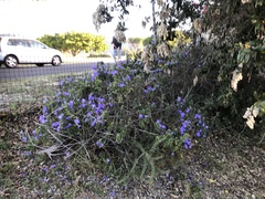 Barleria obtusa