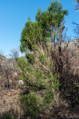 Melaleuca armillaris armillaris