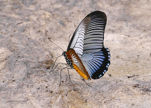 ザルモクシスオオアゲハ (Papilio zalmoxis) · iNaturalist