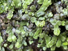 Marchantia chenopoda