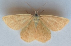 Mesothea incertata