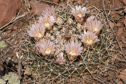 little nipple cactus