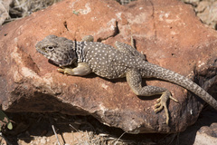 Crotaphytus collaris fuscus