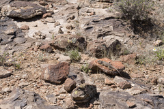 Crotaphytus collaris fuscus