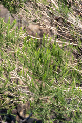 Melaleuca armillaris armillaris