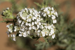 Lepidium thurberi