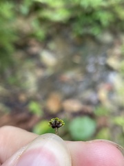 Marchantia chenopoda