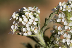 Lepidium thurberi