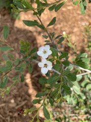 Bourreria cassinifolia