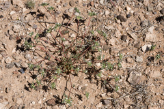 Ipomopsis polycladon