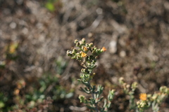 Delosperma testaceum