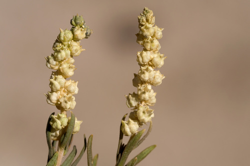 Oligomeris