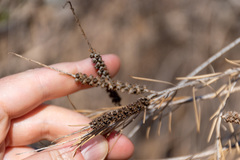 Melaleuca armillaris armillaris