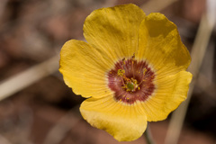 Linum puberulum
