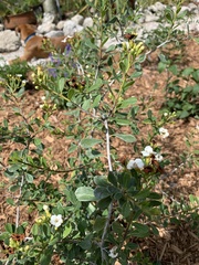 Bourreria cassinifolia