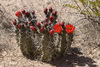 Kingcup Cactus - Photo no rights reserved, uploaded by Patrick Alexander