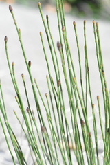 Equisetum ramosissimum