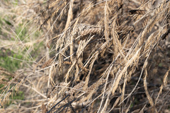 Melaleuca armillaris armillaris